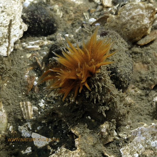 Photo of Eudistylia polymorpha by <a href="http://www.naturediver.com">Derek Holzapfel</a>